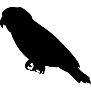 Rienda Libre Graphics - Decomural Parrot Bird Pack Ws-33047