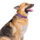 thumbnail image 3 of Collar para Perro Country Brook Petz 4 cm Púrpura con Motivo Paisley Talla Media, 3 of 7
