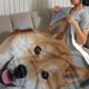 thumbnail image 3 of Shiba Inu anti-pilling, suave, ligera, esponjosa y acogedora de lujo para hogar y cocina – Perfecta para niños y adultos,150X130cm, 3 of 6