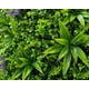 thumbnail image 2 of Palmeta Artificial Panel Decorativa 40x60 Jardin Vertical, 2 of 4