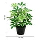 thumbnail image 3 of Planta Artificial Cheflera Verde, 3 of 6
