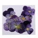 thumbnail image 3 of 10 Flores Prensadas Secas Para Manualidades De álbum De Recortes, Flores Violetas., 3 of 3