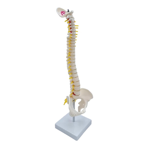 Modelo De Columna Vertebral Columna Vertebral Anatómica Para Niños Pantalla De Aprendizaje Aula De Pie