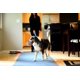 thumbnail image 5 of Juguete para perros Chuckit! Bola Fetch para interiores, 12 cm, naranja y azul, 5 of 5