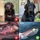 thumbnail image 3 of Suplemento De Polvo De Kelp Orgánico Para Perros Y Gatos, 3 of 9