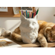 thumbnail image 3 of Portalápices de Gato Serio, 3 of 3