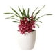 thumbnail image 1 of Macetero autorregante Emilia 36 r, 1 of 3