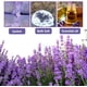 thumbnail image 4 of Flores de lavanda Jitejoe 907 g a granel para bolsitas, 4 of 8