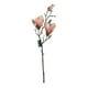 thumbnail image 1 of Magnolia Rosada 50cm, 1 of 3