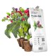 thumbnail image 1 of Pack de 3 chiles morados Click and Grow Smart Garden de Plant Pods, 1 of 6