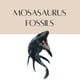 thumbnail image 3 of Fabrvog Fossiles de Dientes de Mosasaurus – 2 piezas con caja y lupa, 3 of 5