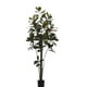 thumbnail image 1 of PLANTA DECORATIVA ARBOL MAGNOLIA DENUDATA 180CM, 1 of 1