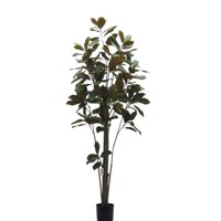 Corel - Planta Decorativa Árbol Magnolia Denudata 180 Cm