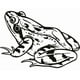 thumbnail image 1 of Decomural Toad Amphibian Frog WS-17756, 1 of 2