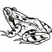 Rienda Libre Graphics - Decomural Toad Amphibian Frog Ws-17756