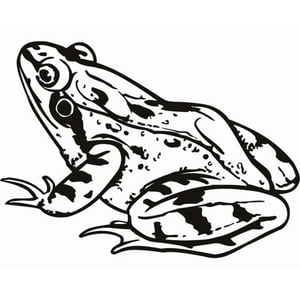 Rienda Libre Graphics - Decomural Toad Amphibian Frog Ws-17756