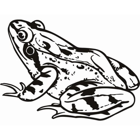 Rienda Libre Graphics - Decomural Toad Amphibian Frog Ws-17756