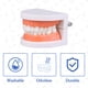 thumbnail image 4 of Modelo de dientes dentales con cepillo dental para niños Ceonam, 4 of 6