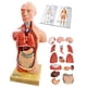 thumbnail image 1 of Modelo anatómico de torso humano 3D Generies 28 cm, 15 piezas, 1 of 6