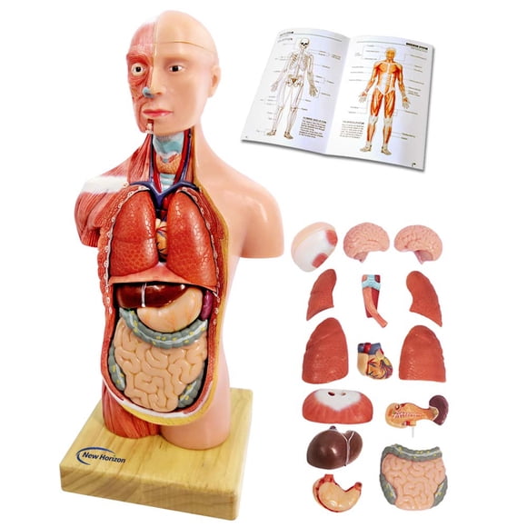 Modelo anatómico de torso humano 3D Generies 28 cm, 15 piezas