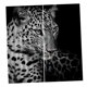 thumbnail image 4 of juego de 2 paneles de impresión digital de fotos blackout 3d cortinas leopardo de las nieves, 4 of 5