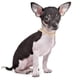 thumbnail image 4 of Collar de moda de cuero con baño de diamantes y anillas para paseos con cachorros, gatos, cachorros y gatitos., 4 of 5