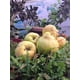 thumbnail image 3 of Fertilizante Vegetativo Orgánico 60 ml GrowSweet – Alto Nitrógeno para Crecimiento Rápido, Hojas Verdes y Plantas Vigorosas, 3 of 4