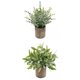 thumbnail image 2 of 2x Planta Suculenta Artificial Falsa Mini Eucalipto Peque?o En Maceta + Hojas, 2 of 4
