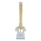 thumbnail image 4 of Modelo De Columna Vertebral Columna Vertebral Anatómica Para Niños Pantalla De Aprendizaje Aula De Pie, 4 of 5