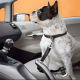 thumbnail image 2 of Cinturón de seguridad ajustable para mascotas en auto #2, 2 of 3