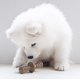 thumbnail image 2 of Juguetes masticables para perros Benebone Puppy, paquete de 2 unidades, Maplestick/Zaggler, 2 of 6