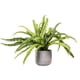 thumbnail image 1 of Planta Artificial Helecho En Macetero De Cemento 34 Cm, 1 of 3