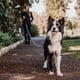 thumbnail image 1 of Correa De Paseo Adiestramiento Para Perros Petlounge 3m 2.0 lila, 1 of 7