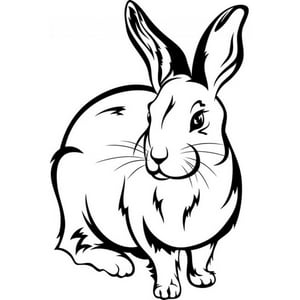 Rienda Libre Graphics - Decomural Bunny Rabbit Childrens Ws-18643