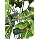 thumbnail image 2 of Árbol Croton 120cm Artificial, 2 of 3