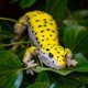 thumbnail image 1 of Juguete Gecko Leopardo Articulado, 1 of 2