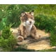 thumbnail image 3 of Marioneta de mano Folkmanis Bobcat Kitten Brown, 3 of 3