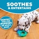 thumbnail image 5 of Juguete para masticar Outward Hound Petstages Cutie Chewies Hedgehog Dog, 5 of 7