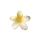 thumbnail image 3 of Clip para Cabello, Flor, 1 Un, 3 of 9
