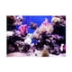 thumbnail image 3 of Pecera Acuario Pegatina Adhesivo 3D Cartel Decoración Fondo 61x41cm, 3 of 5