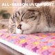thumbnail image 2 of Cama para perro Mora Pets 74 x 53 cm, tapete reversible suave rosa, 2 of 6