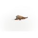 thumbnail image 4 of Juguete para animales Schleich Wild Life Iguana multicolor de más de 3 años, 4 of 7