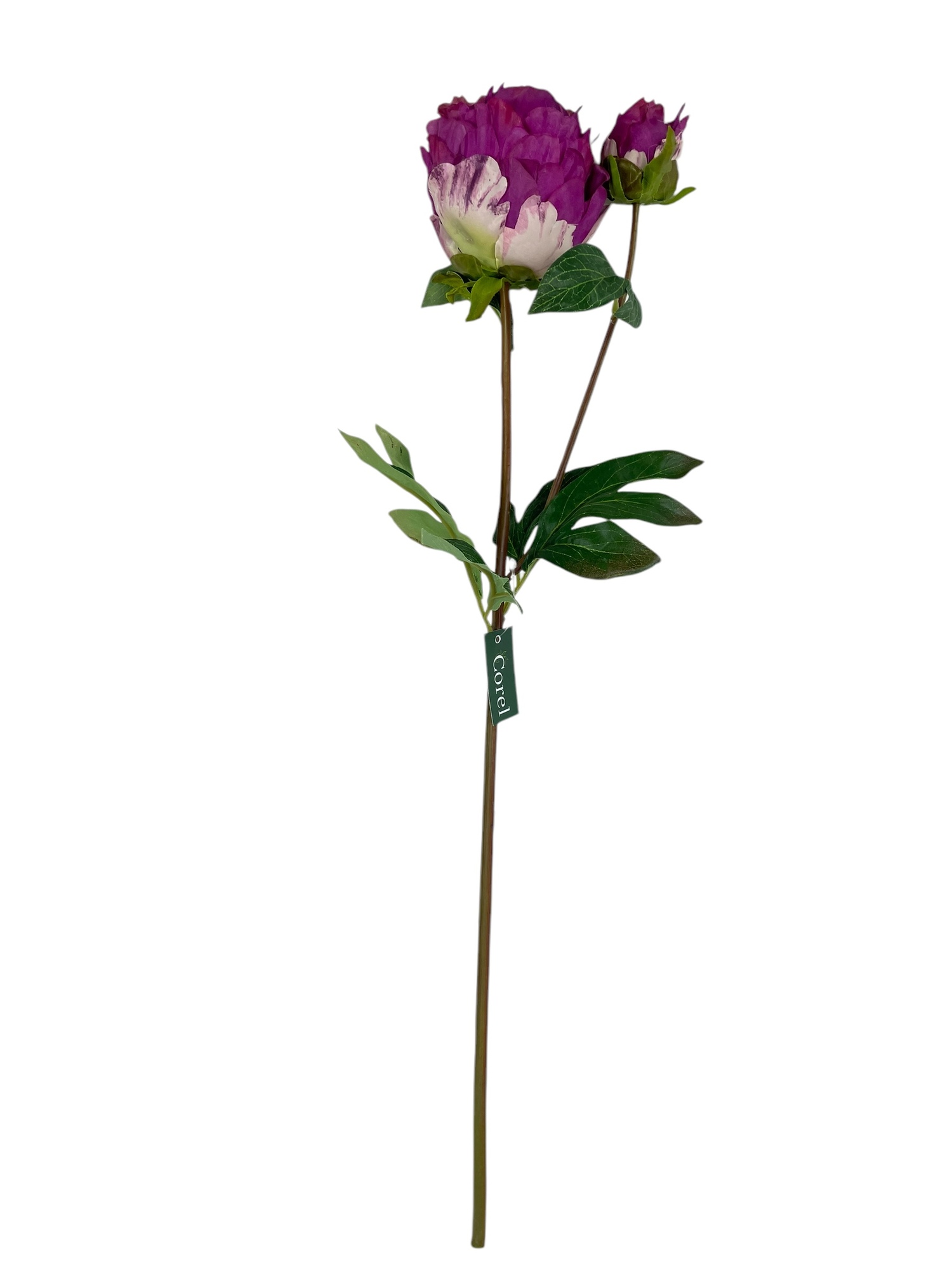 Corel - Peonia Cerrada Fucsia 57Cm