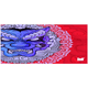 thumbnail image 1 of Mouse Pad Gamer Dragon Furioso 90x40 Xl Mousepad Diamac Rojo, 1 of 3