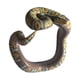 thumbnail image 2 of Novedad Pulsera De Serpiente Falsa Modelo De Animal Aterrador Mu?equera Pitón Reticulado, 2 of 5