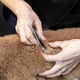 thumbnail image 3 of Pinza Tweezerman para retirar garrapatas en perros y gatos, 3 of 9