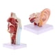 thumbnail image 2 of Paquete De 2 Modelos De órganos Humanos, Cavidad Oral Nasal, Garganta Y Oído Con Base, 2 of 5