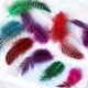 thumbnail image 5 of Lote de 50 plumas de gallina de Guinea teñidas para manualidades., 5 of 5