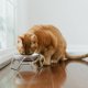thumbnail image 3 of Tazón para gato Americat Company de acero inoxidable 473 ml con soporte elevado, 3 of 7
