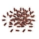 thumbnail image 2 of 100x Cucarachas Falsas Juguetes Cucarachas Realistas Para Halloween Holiday Home S, 2 of 5